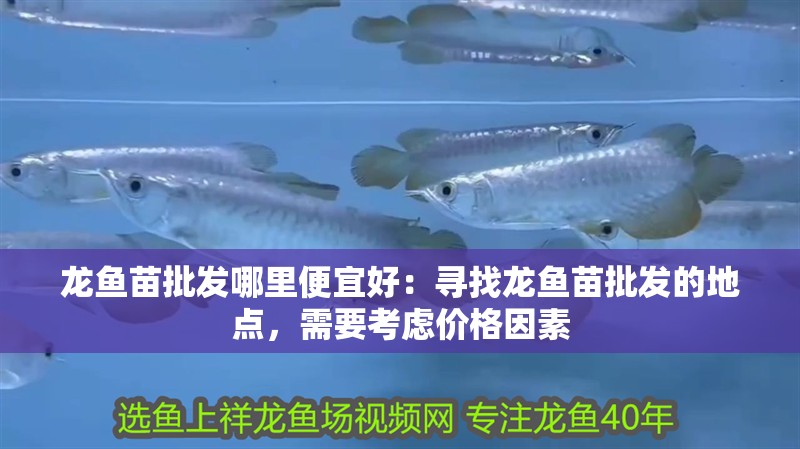 龍魚苗批發哪里便宜好：尋找龍魚苗批發的地點，需要考慮價格因素