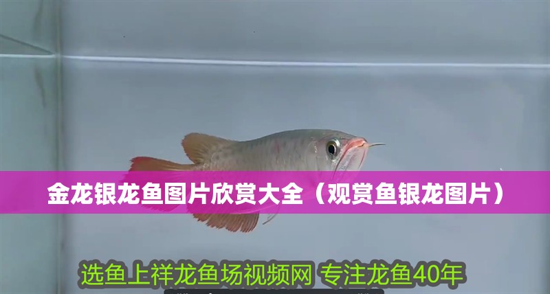 金龍銀龍魚圖片欣賞大全（觀賞魚銀龍圖片）