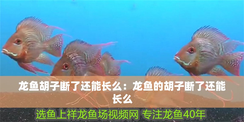龍魚胡子斷了還能長么：龍魚的胡子斷了還能長么