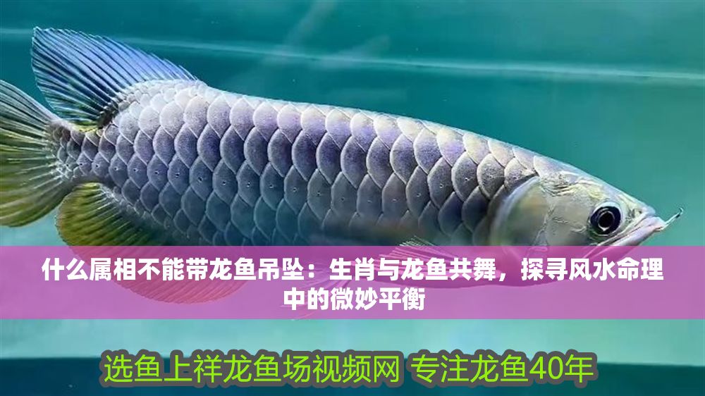 什么屬相不能帶龍魚吊墜：生肖與龍魚共舞，探尋風水命理中的微妙平衡
