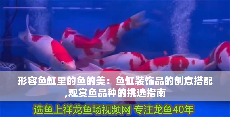 形容魚缸里的魚的美：魚缸裝飾品的創意搭配,觀賞魚品種的挑選指南