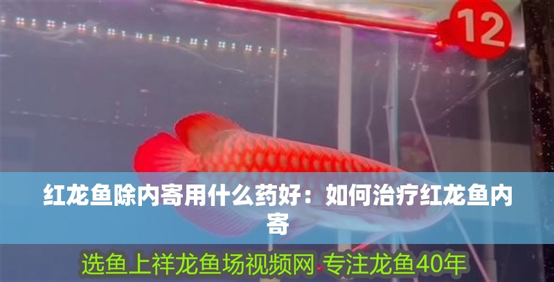 紅龍魚除內寄用什么藥好：如何治療紅龍魚內寄