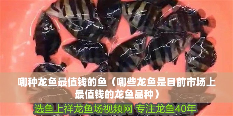 哪種龍魚最值錢的魚（哪些龍魚是目前市場上最值錢的龍魚品種）