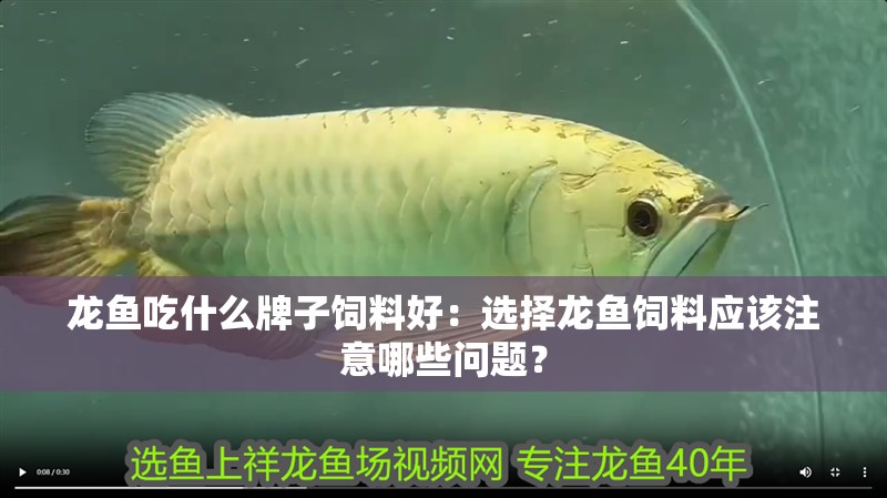 龍魚吃什么牌子飼料好：選擇龍魚飼料應該注意哪些問題？