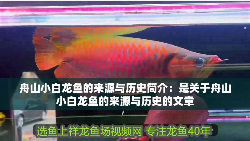 舟山小白龍魚的來源與歷史簡介：是關于舟山小白龍魚的來源與歷史的文章