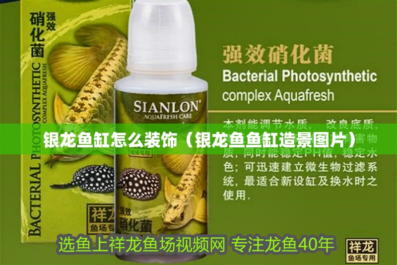銀龍魚缸怎么裝飾（銀龍魚魚缸造景圖片）