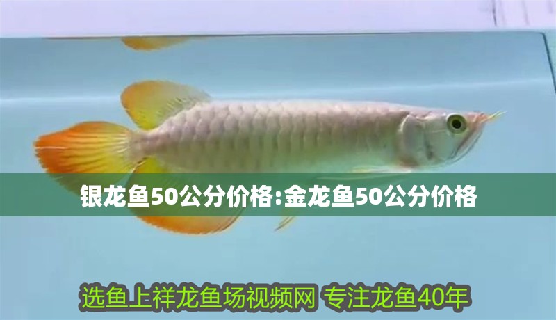 銀龍魚50公分價格:金龍魚50公分價格