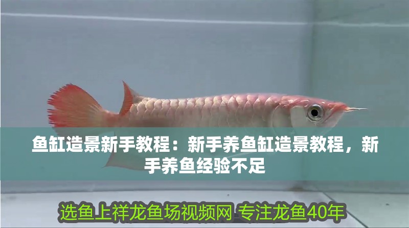 魚缸造景新手教程：新手養魚缸造景教程，新手養魚經驗不足