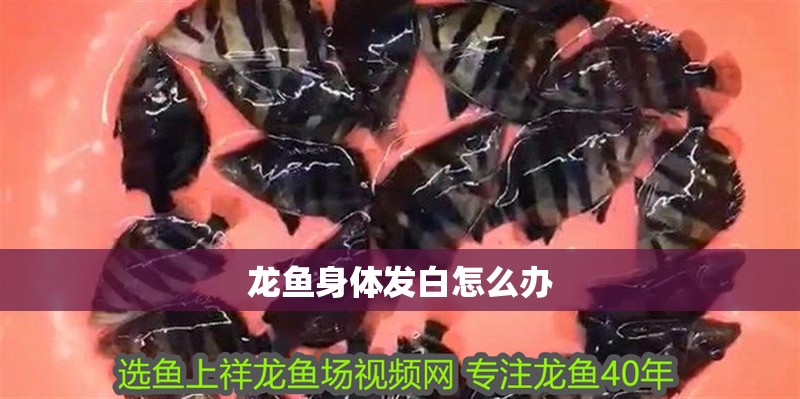 龍魚身體發白怎么辦