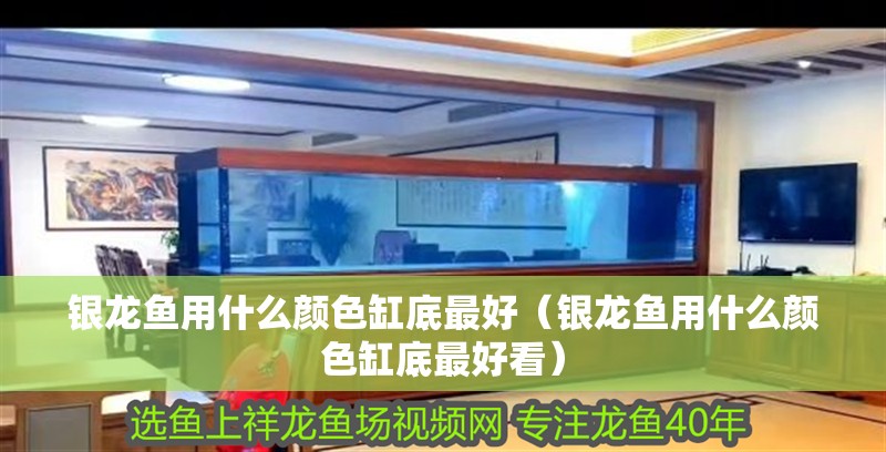 銀龍魚用什么顏色缸底最好（銀龍魚用什么顏色缸底最好看）