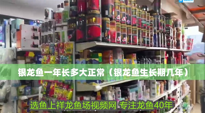 銀龍魚一年長多大正常（銀龍魚生長期幾年）
