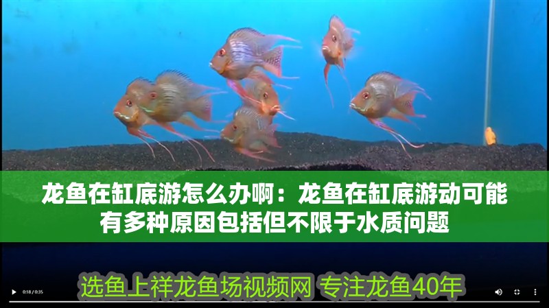 龍魚在缸底游怎么辦啊：龍魚在缸底游動可能有多種原因包括但不限于水質(zhì)問題