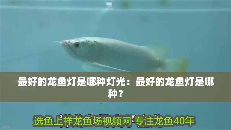 最好的龍魚燈是哪種燈光：最好的龍魚燈是哪種？