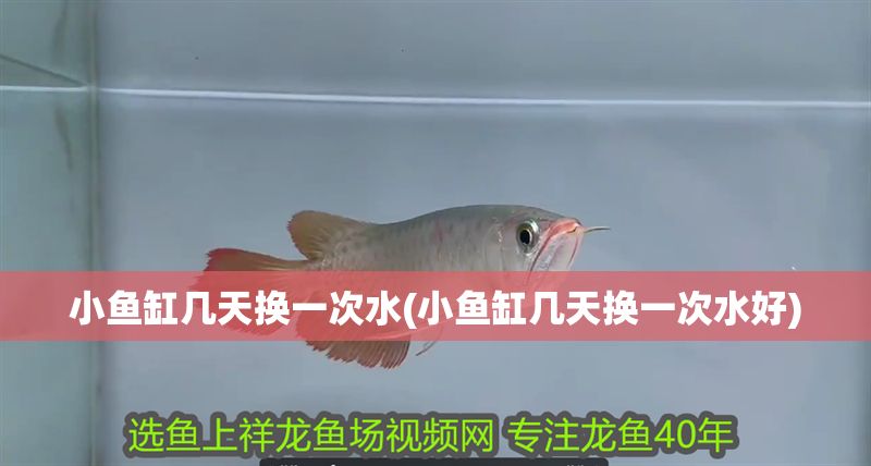 小魚缸幾天換一次水(小魚缸幾天換一次水好)