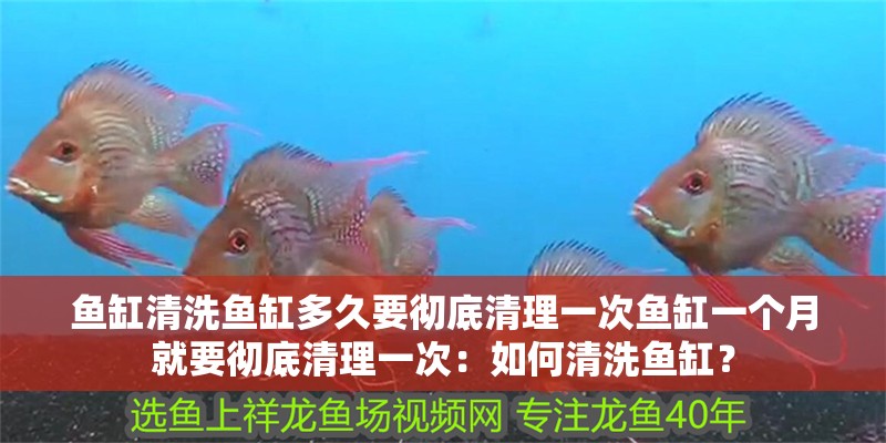 魚缸清洗魚缸多久要徹底清理一次魚缸一個月就要徹底清理一次：如何清洗魚缸？