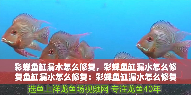 彩蝶魚缸漏水怎么修復(fù)，彩蝶魚缸漏水怎么修復(fù)魚缸漏水怎么修復(fù)：彩蝶魚缸漏水怎么修復(fù)