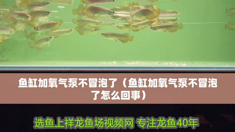 魚缸加氧氣泵不冒泡了（魚缸加氧氣泵不冒泡了怎么回事）