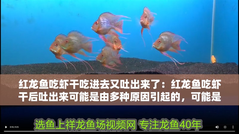 紅龍魚吃蝦干吃進去又吐出來了：紅龍魚吃蝦干后吐出來可能是由多種原因引起的，可能是由多種原因引起的
