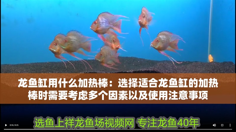 龍魚缸用什么加熱棒：選擇適合龍魚缸的加熱棒時需要考慮多個因素以及使用注意事項