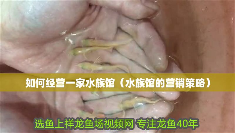 如何經營一家水族館（水族館的營銷策略）