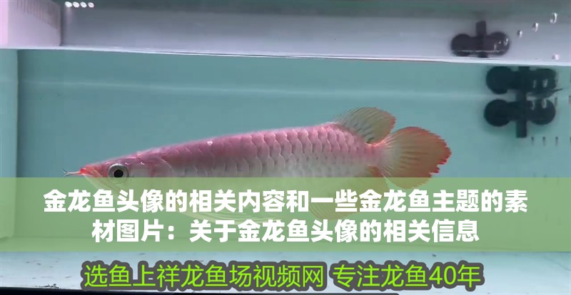 金龍魚頭像的相關內容和一些金龍魚主題的素材圖片：關于金龍魚頭像的相關信息