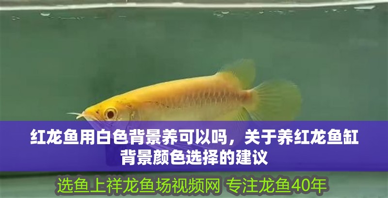 紅龍魚用白色背景養(yǎng)可以嗎，關(guān)于養(yǎng)紅龍魚缸背景顏色選擇的建議 紅龍魚用白色背景養(yǎng)可以嗎，關(guān)于養(yǎng)紅龍魚缸背景顏色選擇的建議 龍魚百科