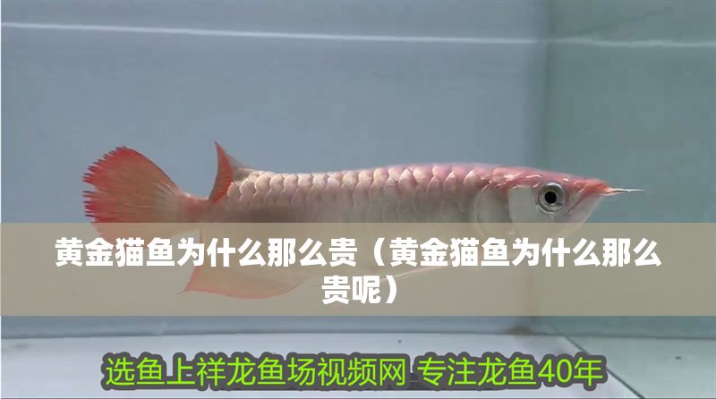黃金貓魚為什么那么貴（黃金貓魚為什么那么貴呢）
