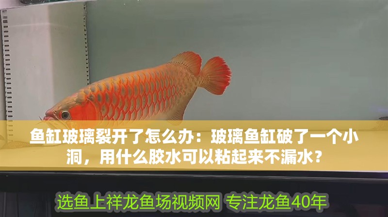 魚缸玻璃裂開了怎么辦：玻璃魚缸破了一個小洞，用什么膠水可以粘起來不漏水？