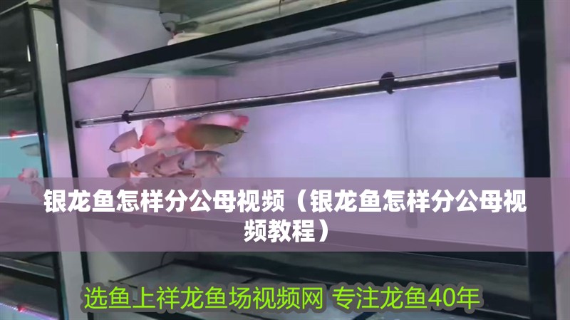 銀龍魚怎樣分公母視頻（銀龍魚怎樣分公母視頻教程）