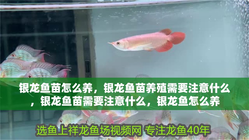 銀龍魚苗怎么養(yǎng)，銀龍魚苗養(yǎng)殖需要注意什么，銀龍魚苗需要注意什么，銀龍魚怎么養(yǎng)