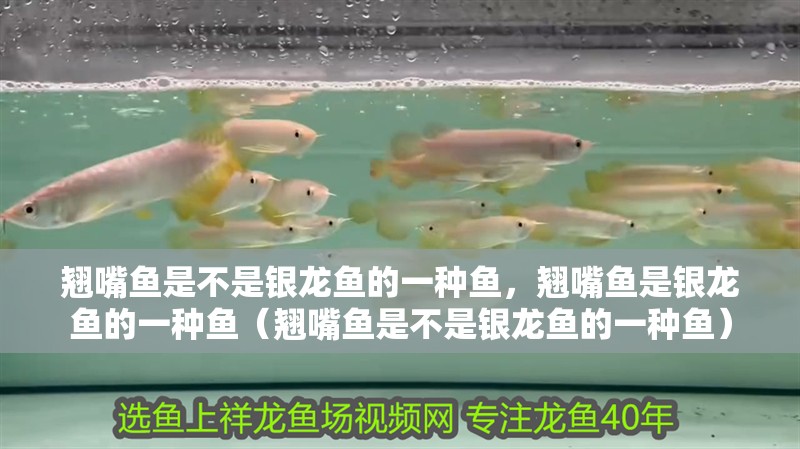 翹嘴魚是不是銀龍魚的一種魚，翹嘴魚是銀龍魚的一種魚（翹嘴魚是不是銀龍魚的一種魚）