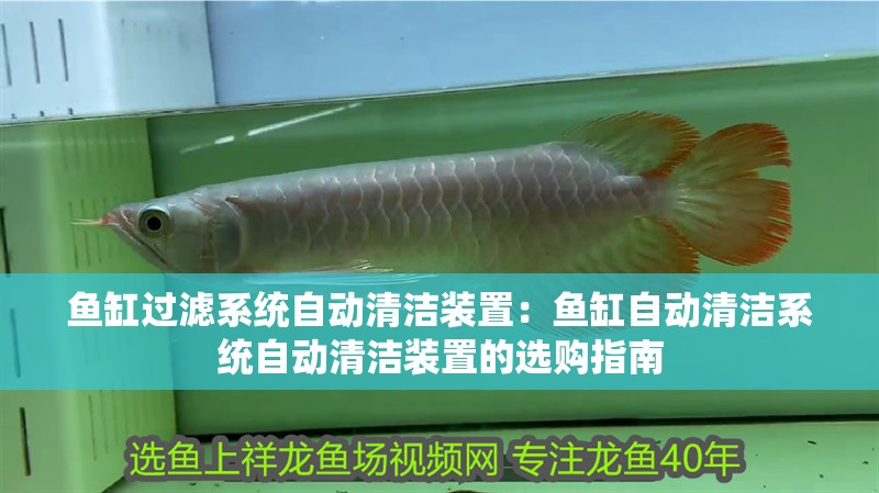 魚缸過濾系統自動清潔裝置：魚缸自動清潔系統自動清潔裝置的選購指南