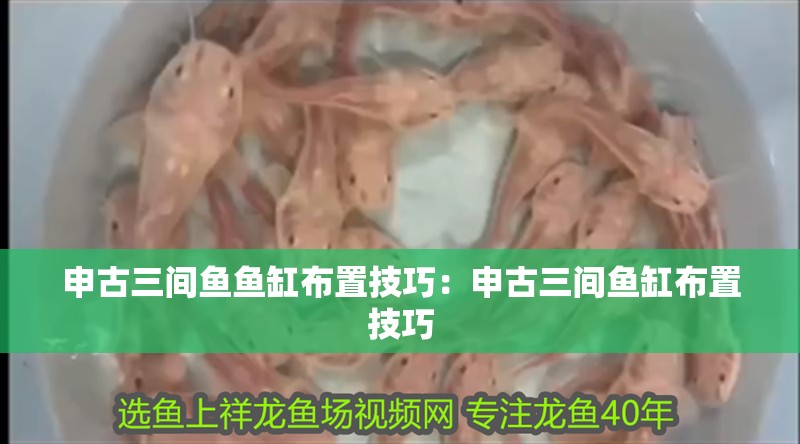 申古三間魚魚缸布置技巧：申古三間魚缸布置技巧