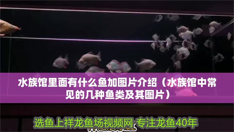 水族館里面有什么魚(yú)加圖片介紹（水族館中常見(jiàn)的幾種魚(yú)類及其圖片） 水族館里面有什么魚(yú)加圖片介紹（水族館中常見(jiàn)的幾種魚(yú)類及其圖片） 水族館百科（水族館加盟） 第1張