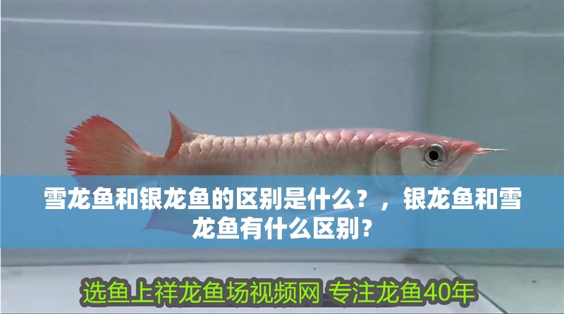 雪龍魚和銀龍魚的區(qū)別是什么？，銀龍魚和雪龍魚有什么區(qū)別？