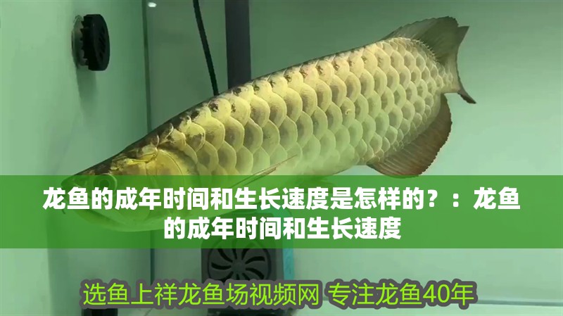 龍魚的成年時(shí)間和生長(zhǎng)速度是怎樣的？：龍魚的成年時(shí)間和生長(zhǎng)速度