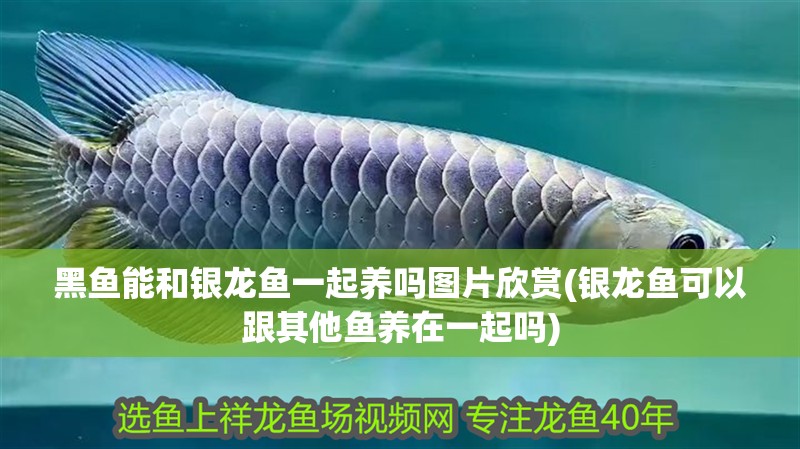 黑魚能和銀龍魚一起養嗎圖片欣賞(銀龍魚可以跟其他魚養在一起嗎)