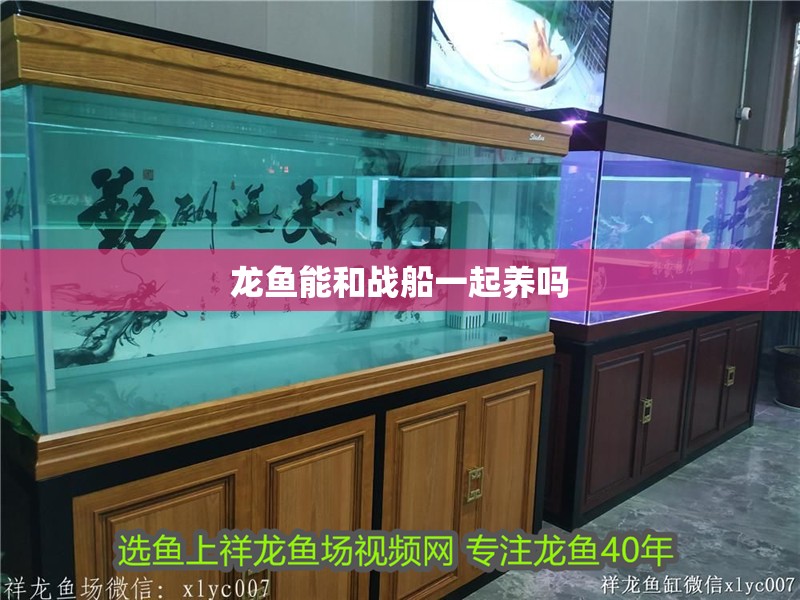 龍魚能和戰船一起養嗎