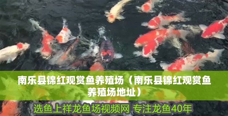 南樂縣錦紅觀賞魚養(yǎng)殖場（南樂縣錦紅觀賞魚養(yǎng)殖場地址）