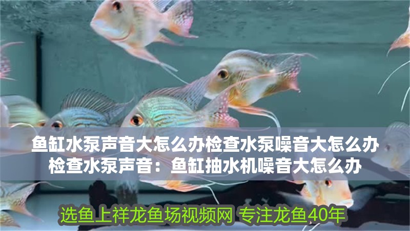 魚缸水泵聲音大怎么辦檢查水泵噪音大怎么辦檢查水泵聲音：魚缸抽水機噪音大怎么辦