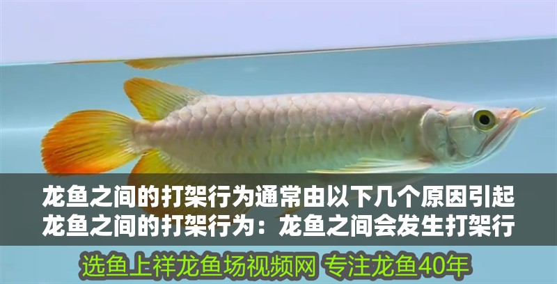 龍魚之間的打架行為通常由以下幾個(gè)原因引起龍魚之間的打架行為：龍魚之間會(huì)發(fā)生打架行為嗎