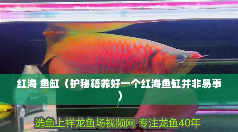 紅海 魚缸（護秘籍養好一個紅海魚缸并非易事）