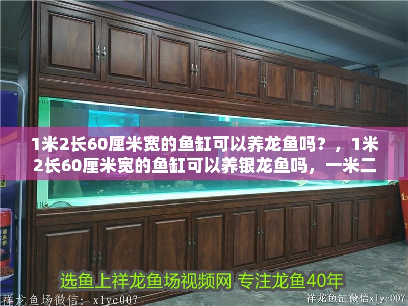 1米2長(zhǎng)60厘米寬的魚缸可以養(yǎng)龍魚嗎？，1米2長(zhǎng)60厘米寬的魚缸可以養(yǎng)銀龍魚嗎，一米二的魚缸可以養(yǎng)嗎