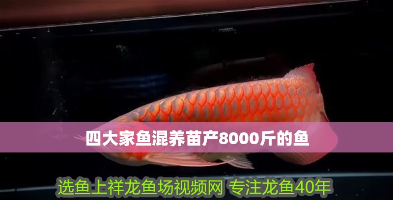 四大家魚混養苗產8000斤的魚
