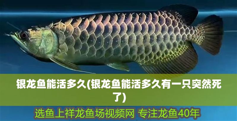 銀龍魚能活多久(銀龍魚能活多久有一只突然死了)