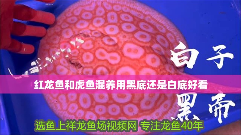 紅龍魚和虎魚混養(yǎng)用黑底還是白底好看