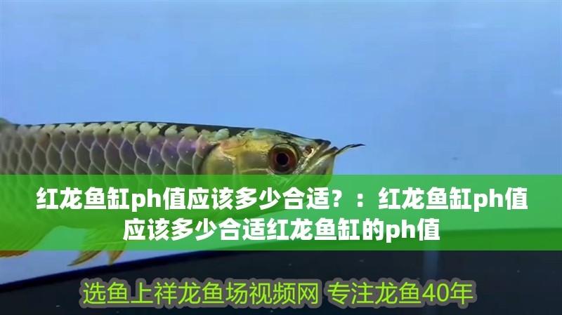 紅龍魚缸ph值應該多少合適？：紅龍魚缸ph值應該多少合適紅龍魚缸的ph值