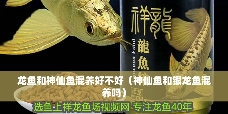 龍魚和神仙魚混養好不好（神仙魚和銀龍魚混養嗎）