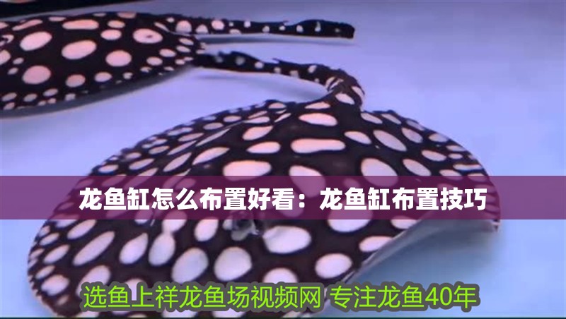 龍魚缸怎么布置好看：龍魚缸布置技巧