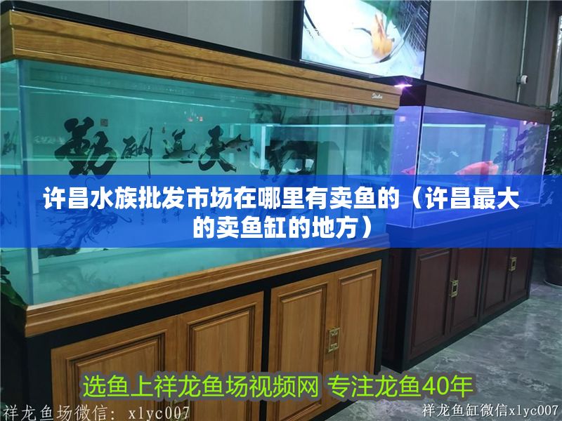 許昌水族批發市場在哪里有賣魚的（許昌最大的賣魚缸的地方）